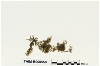 藏品(疣柄美喙苔)的圖片